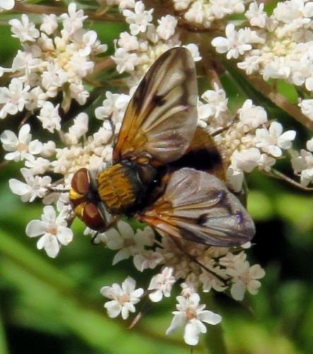 Ectophasia crassipennis